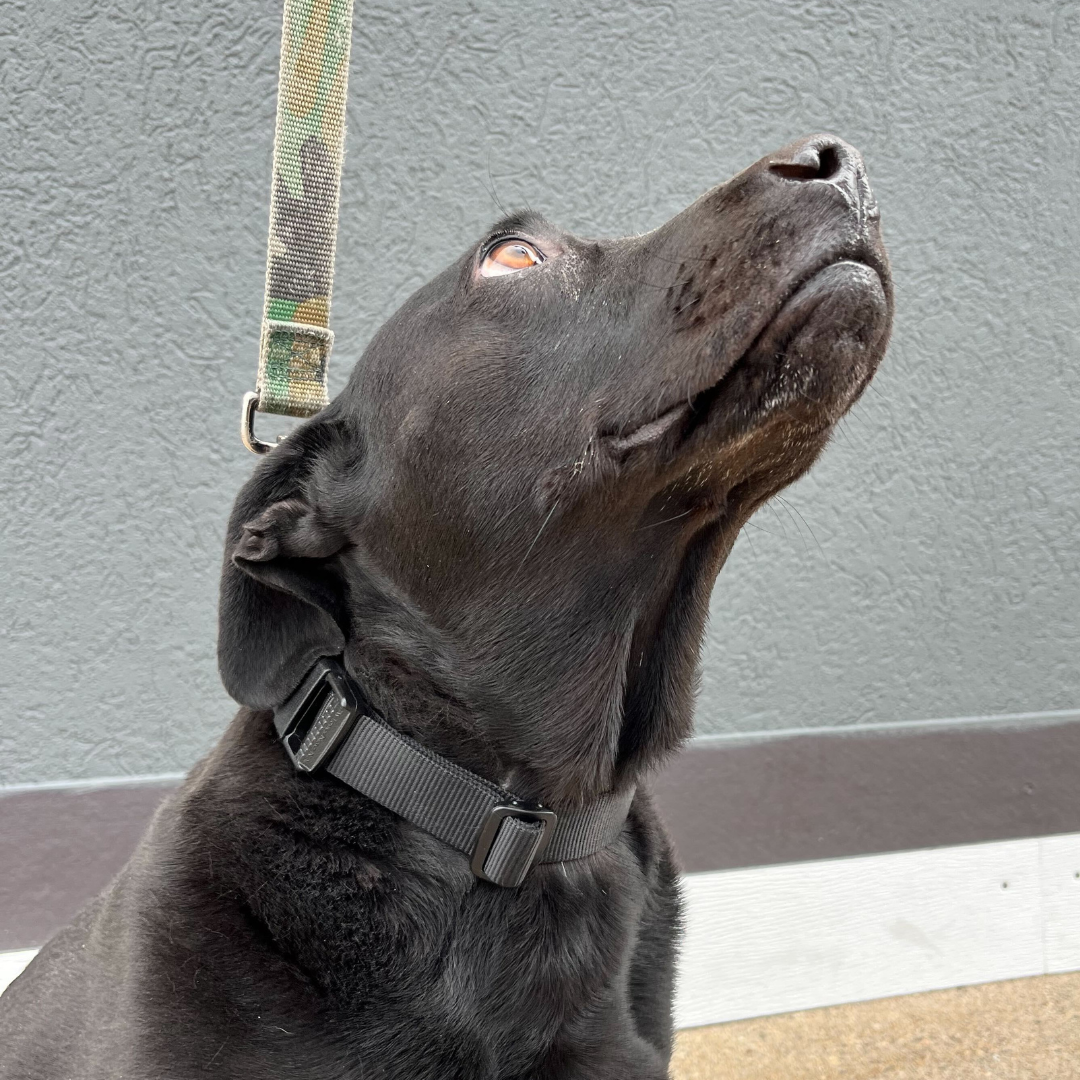 Basic Dog Collar- Digital Download